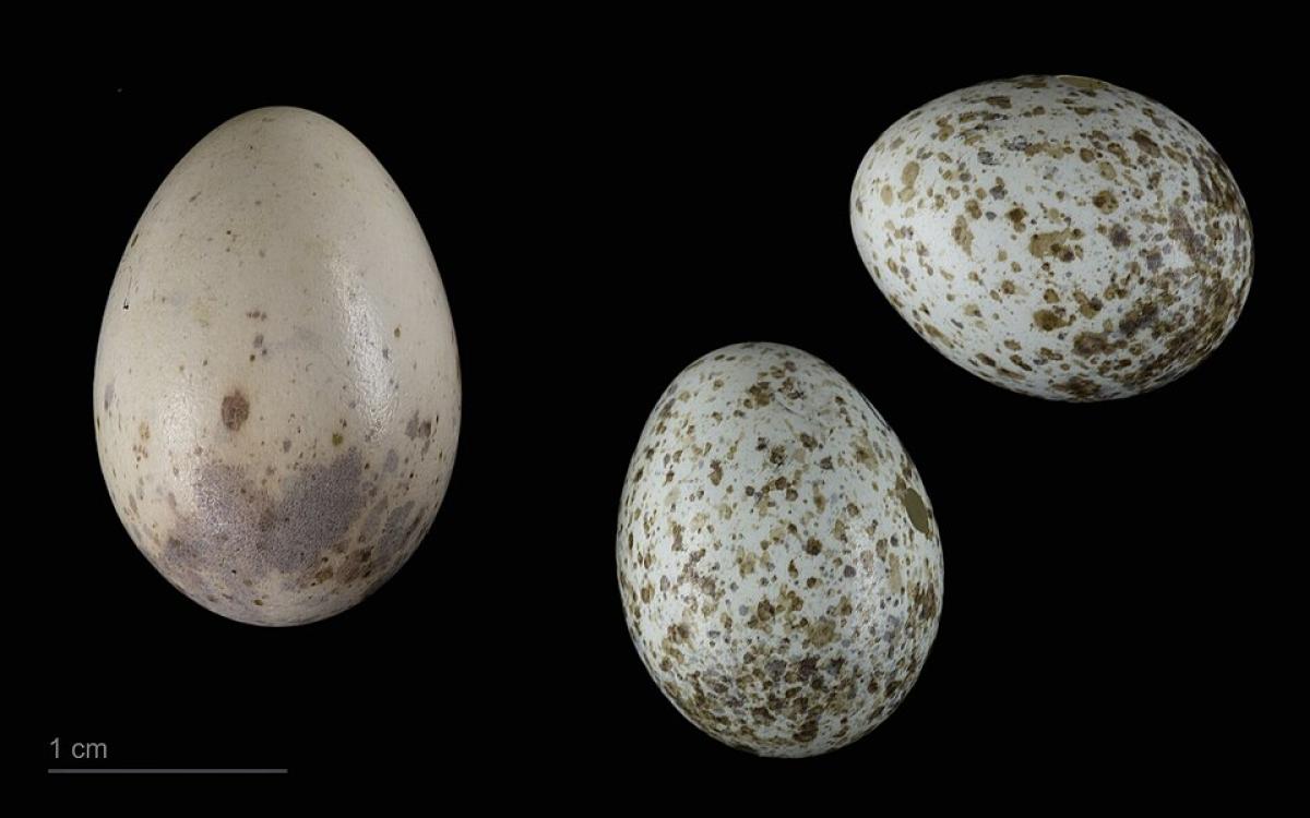 A cuckoo egg with two eggs of the warbler species it parasitizes