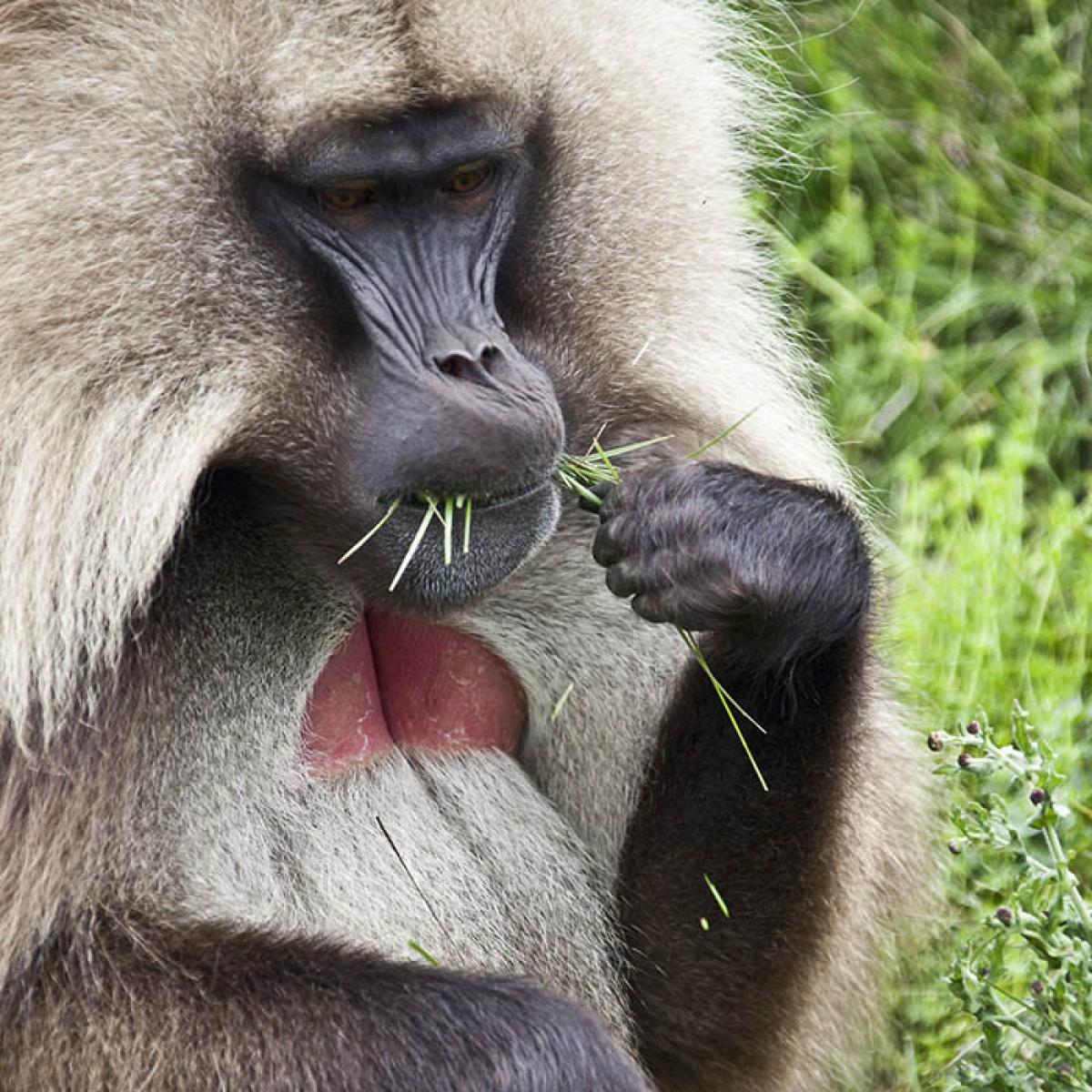 Gelada monkey eatting grass.
