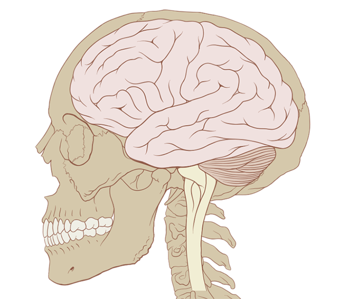 A side view of a drawing of a human head showing the skull and spine in beige and the brain in pink.
