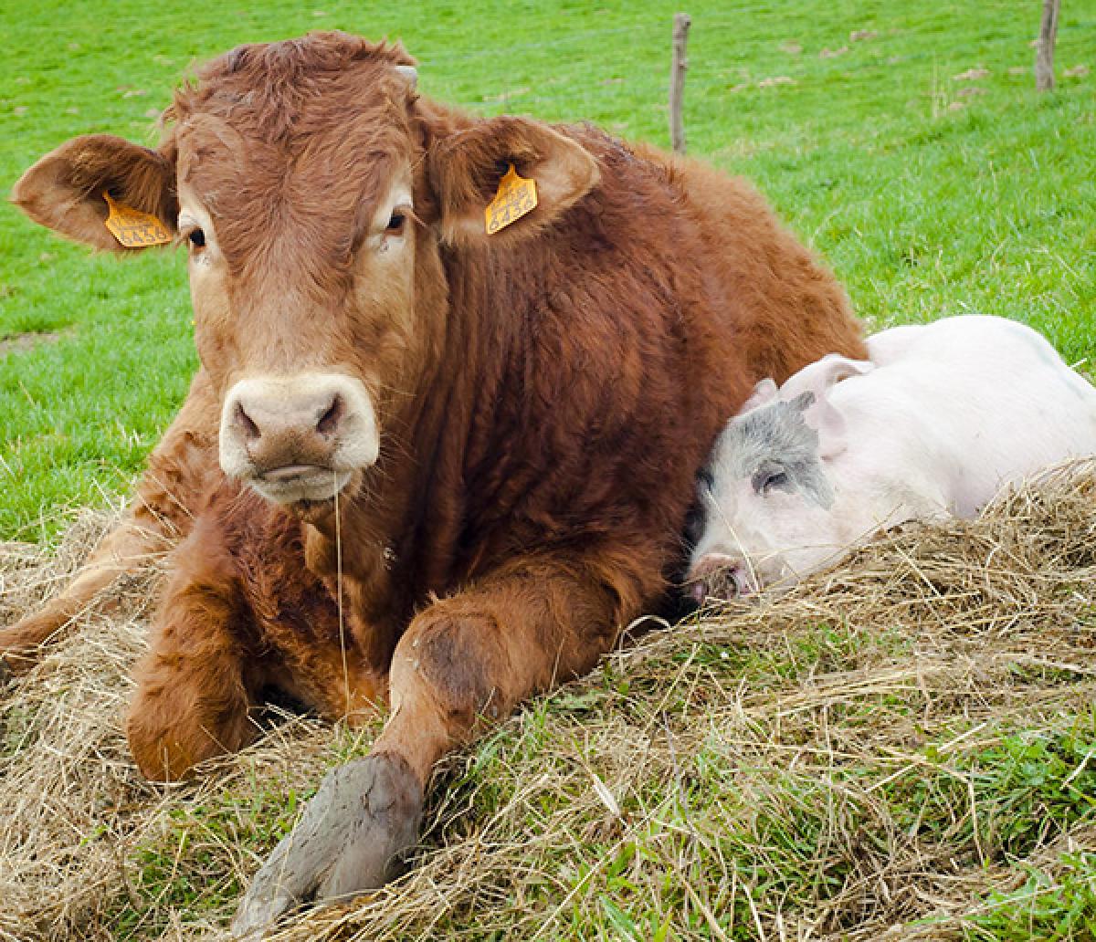 A cow and a pig cuddling; these two animals are susceptible to certain coronaviruses.