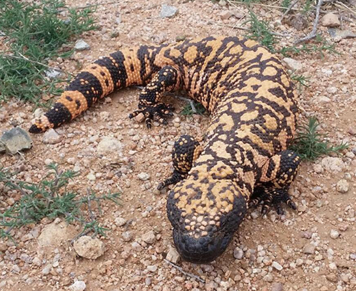 Gila monster