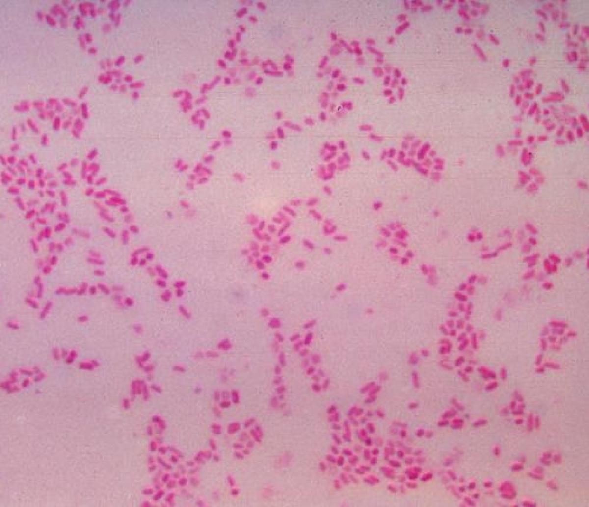 bacterias del intestino humano