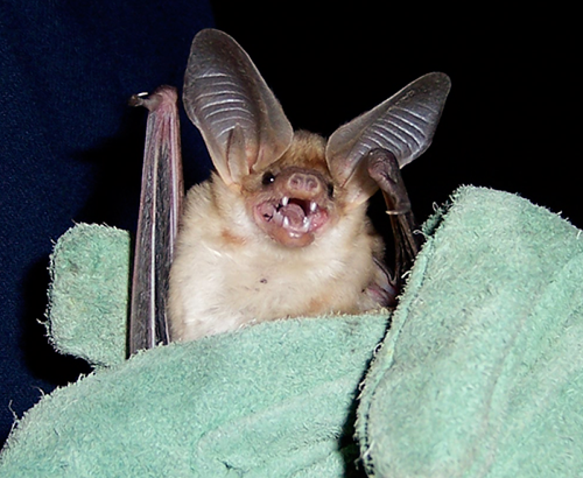 Image of bat