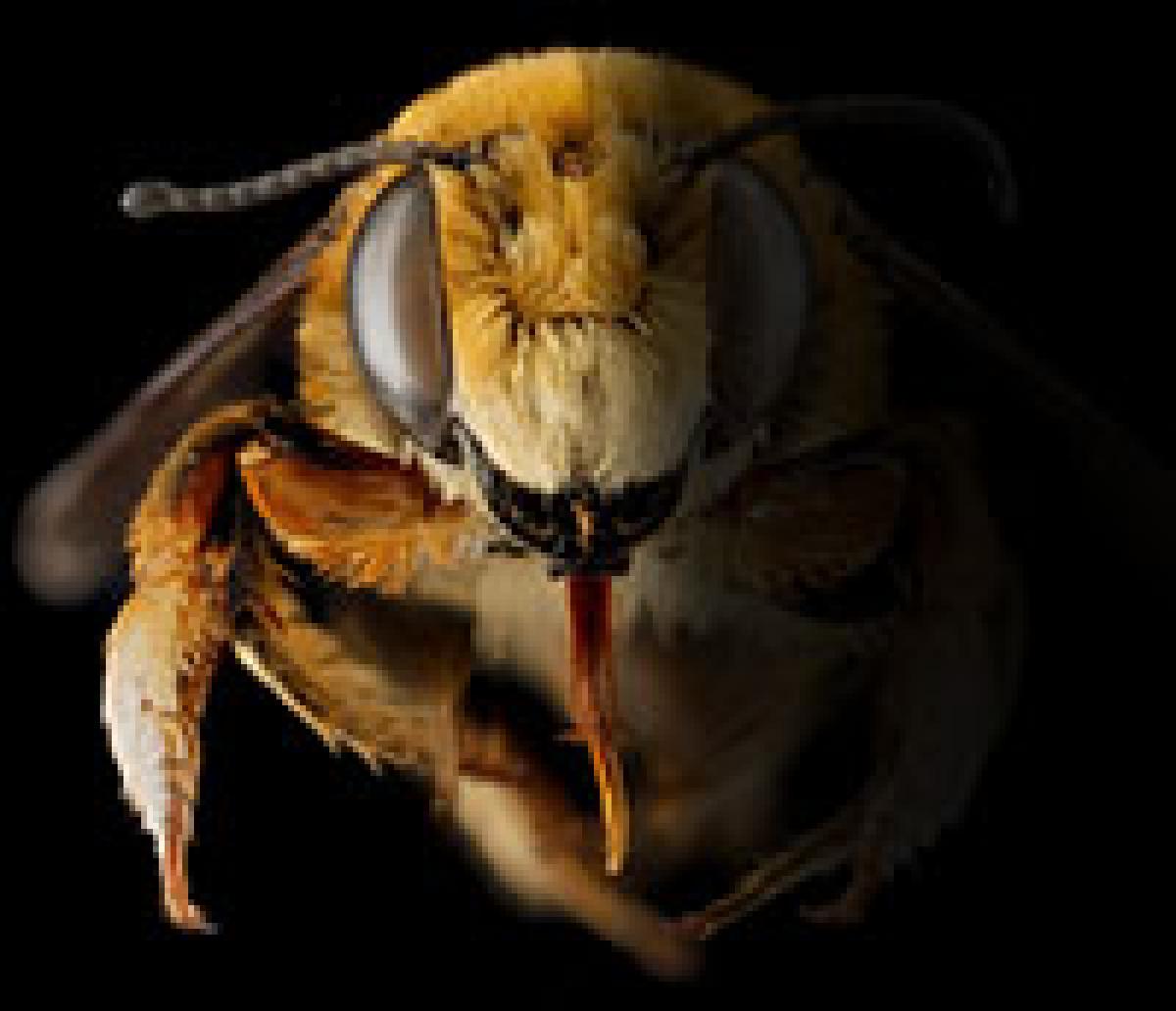 honeybee disappearing
