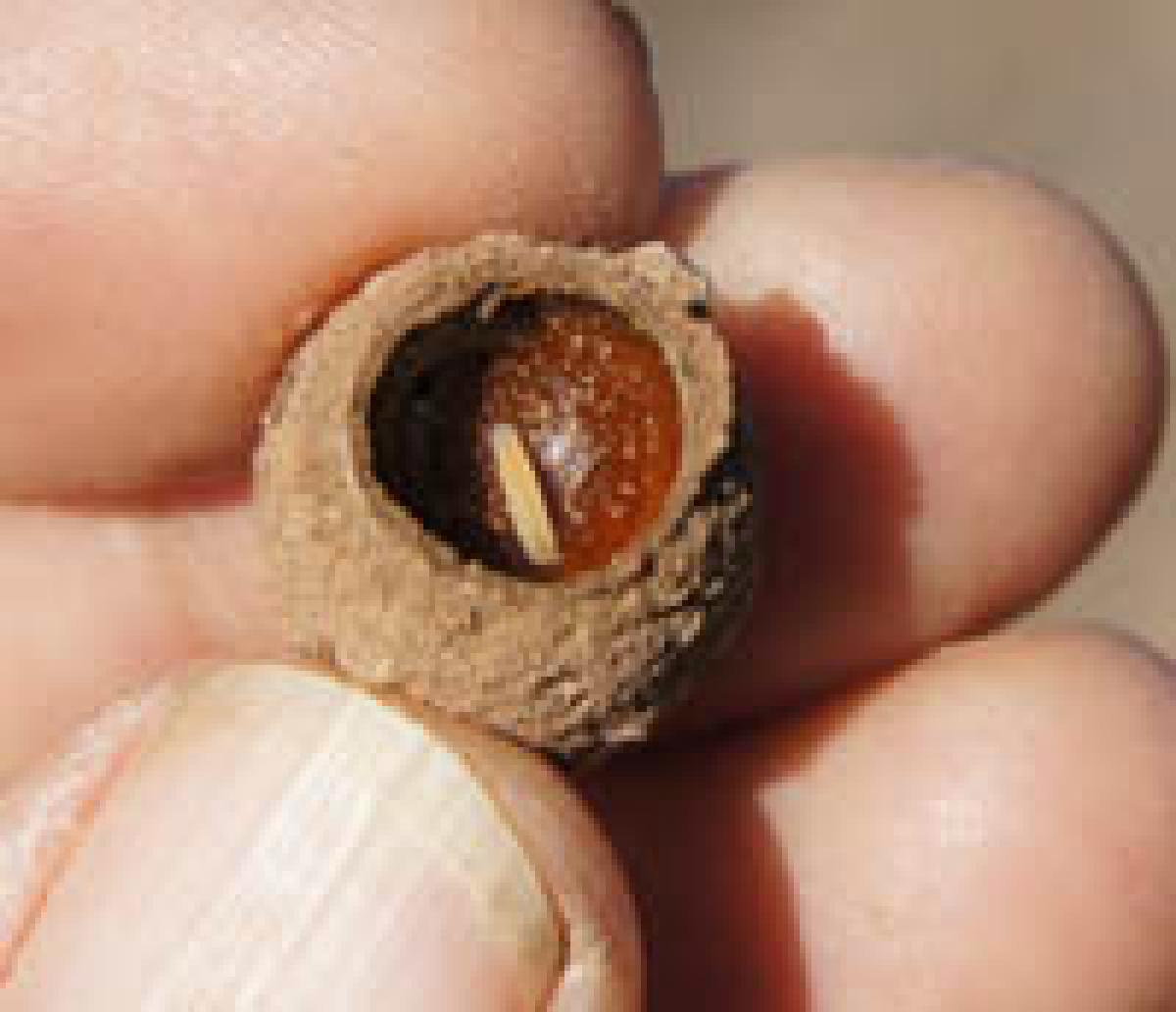 Digger bee brood pot.