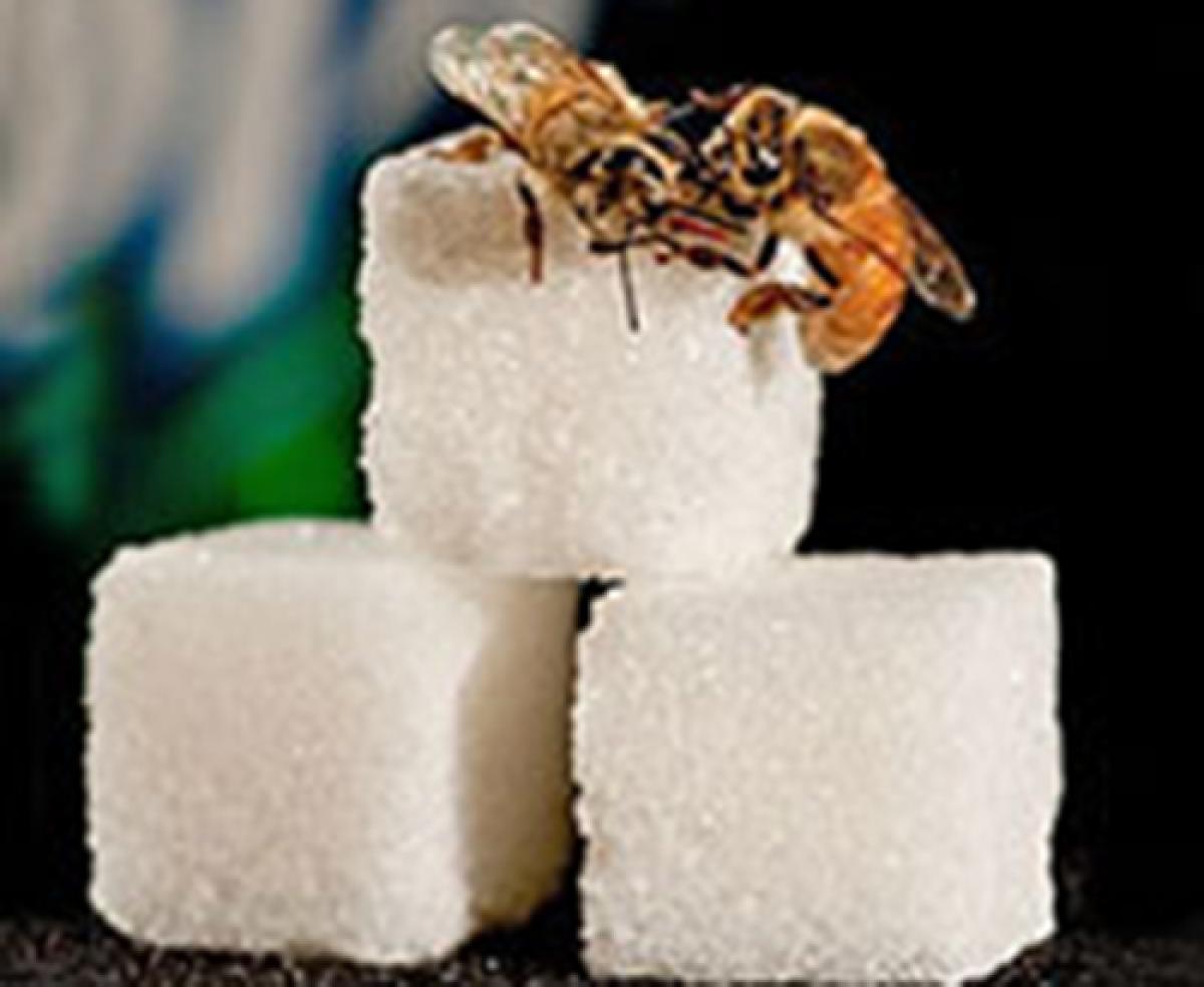 Two bees on sugar cubes