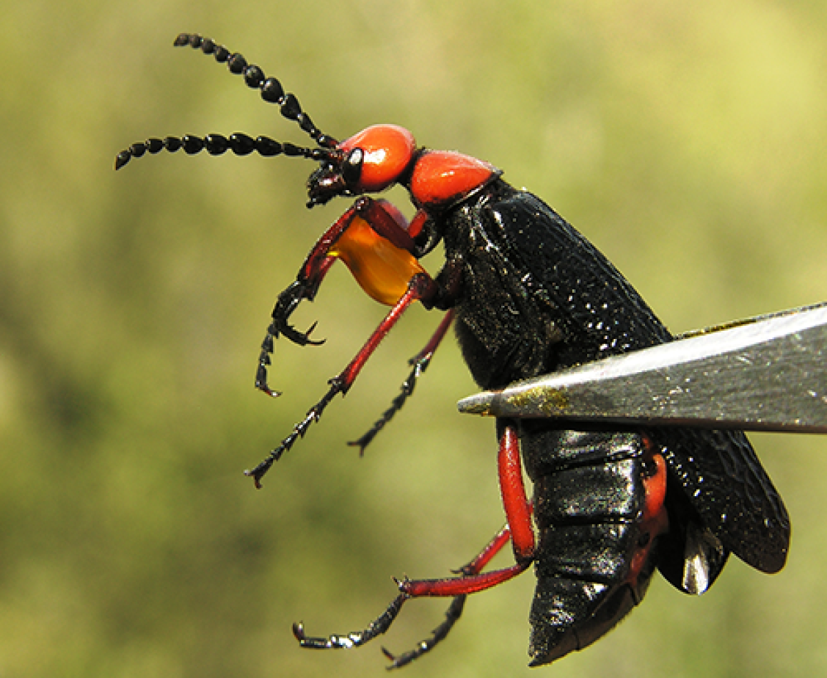 A blister beetle held between forceps