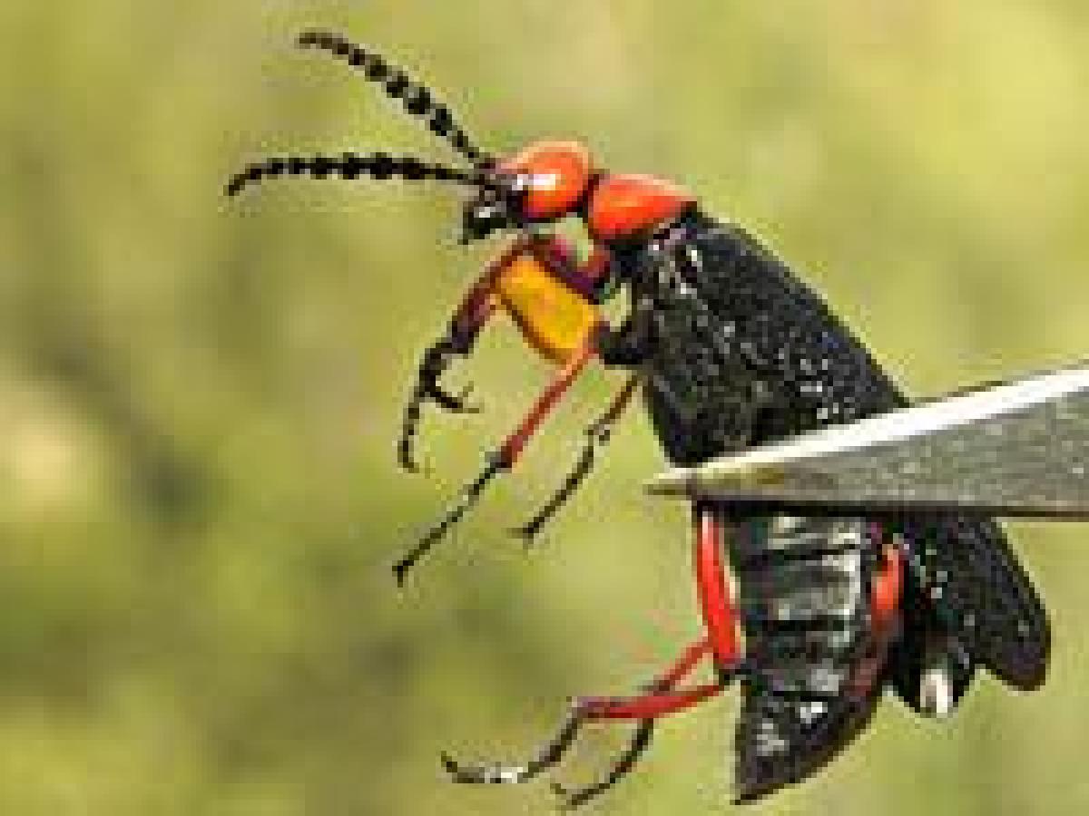 blister beetle