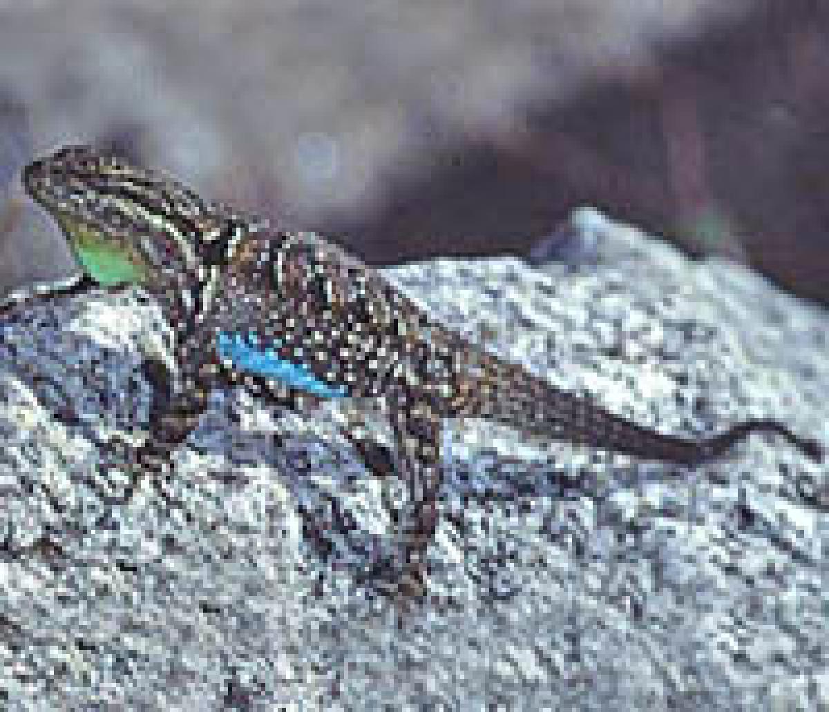 Lizard árbol adornado (Urosaurus ornatus).