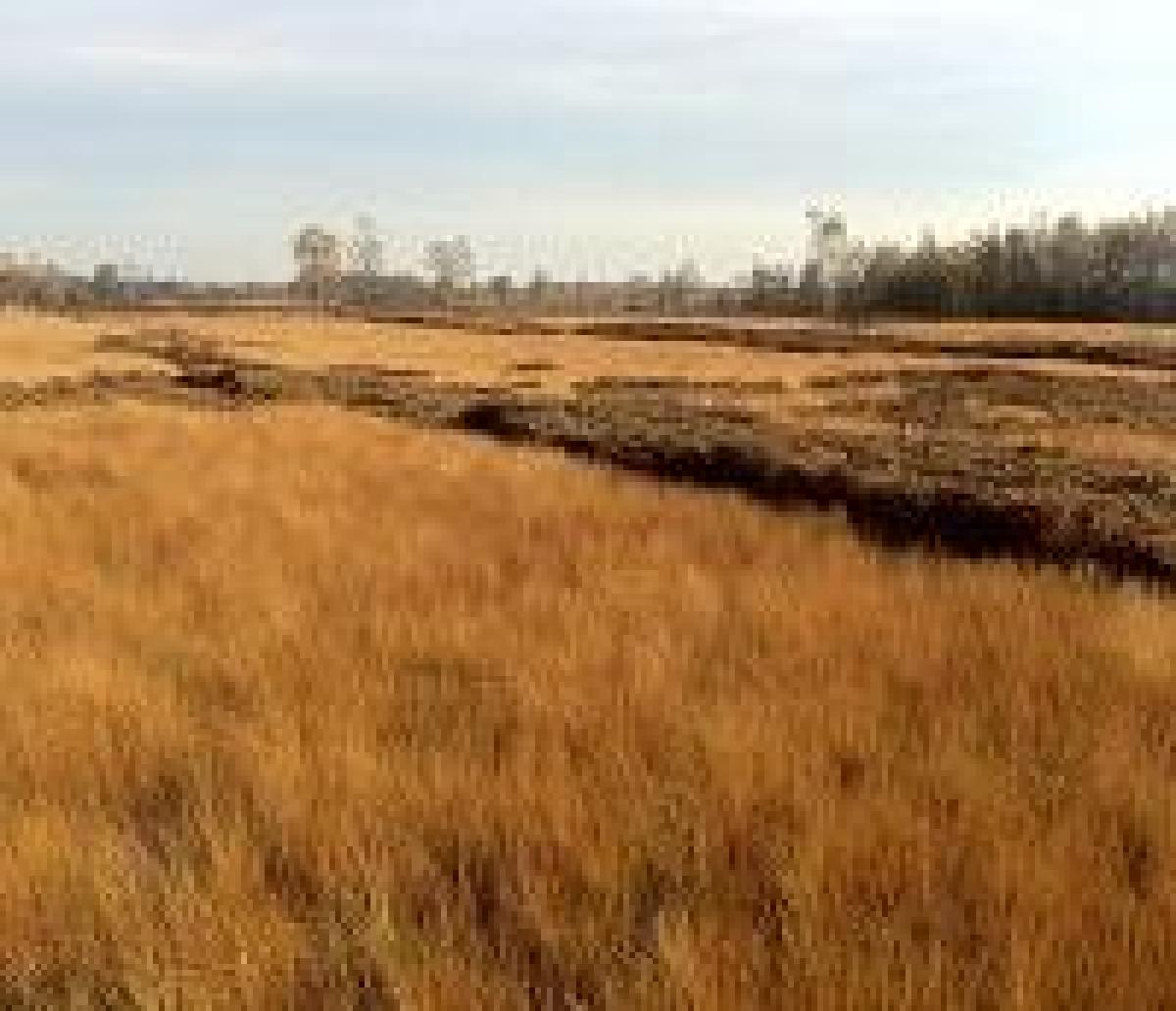 brown grasslands goldbox