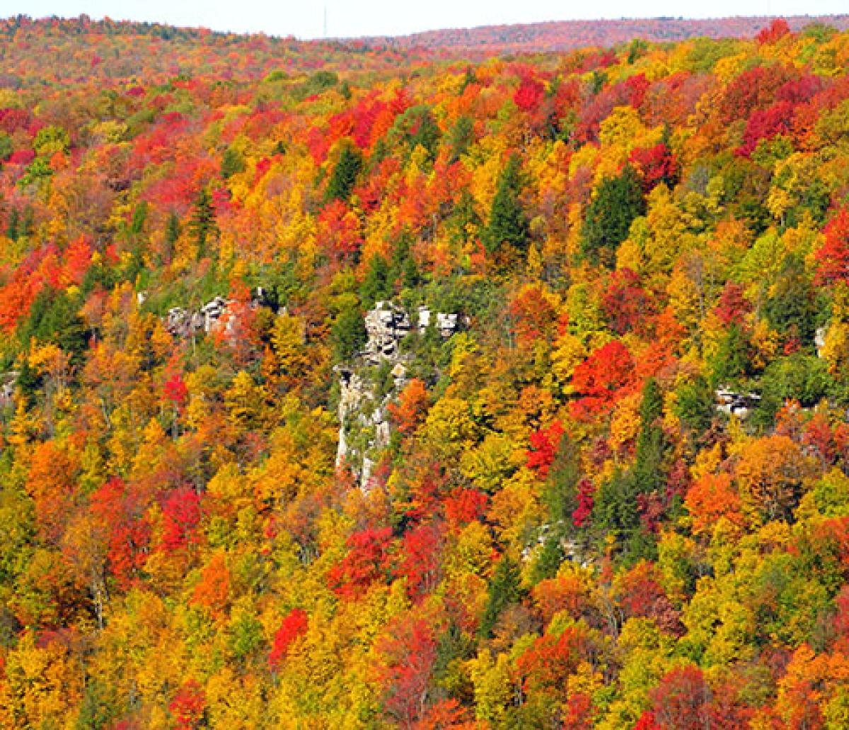 En bosques templados caducifolios, muchas hojas de árbol cambian su color durante el otoño antes de que los árboles pierdan sus hojas en el invierno.