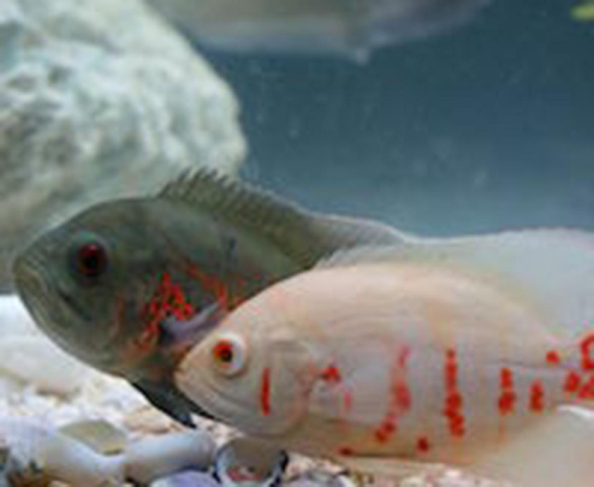 Two cichlid fish side by side