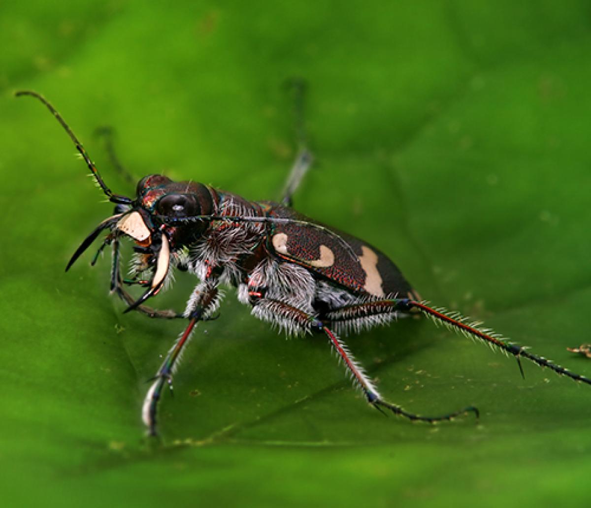 Dünensandlaufkäfer (Cicindela hybrida)