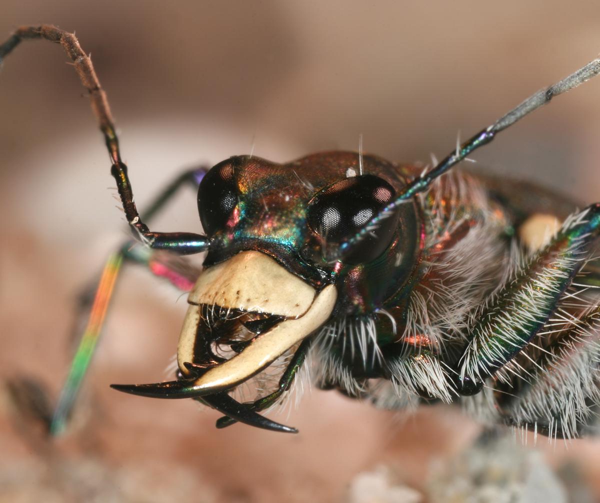 cicindela hybrida head richard bartz