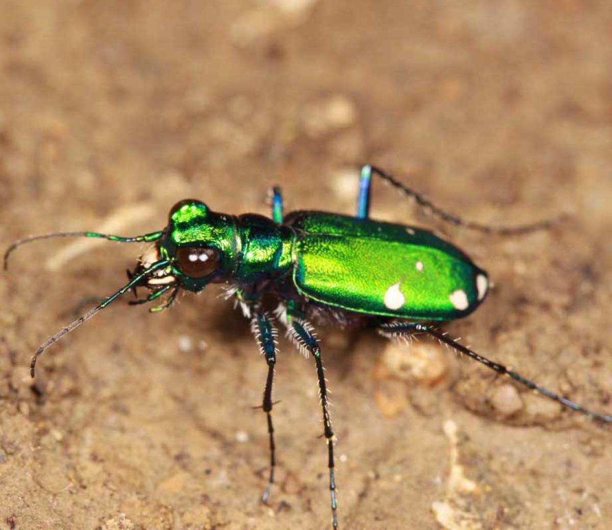 a green tiger beetle cicindela sexguttata