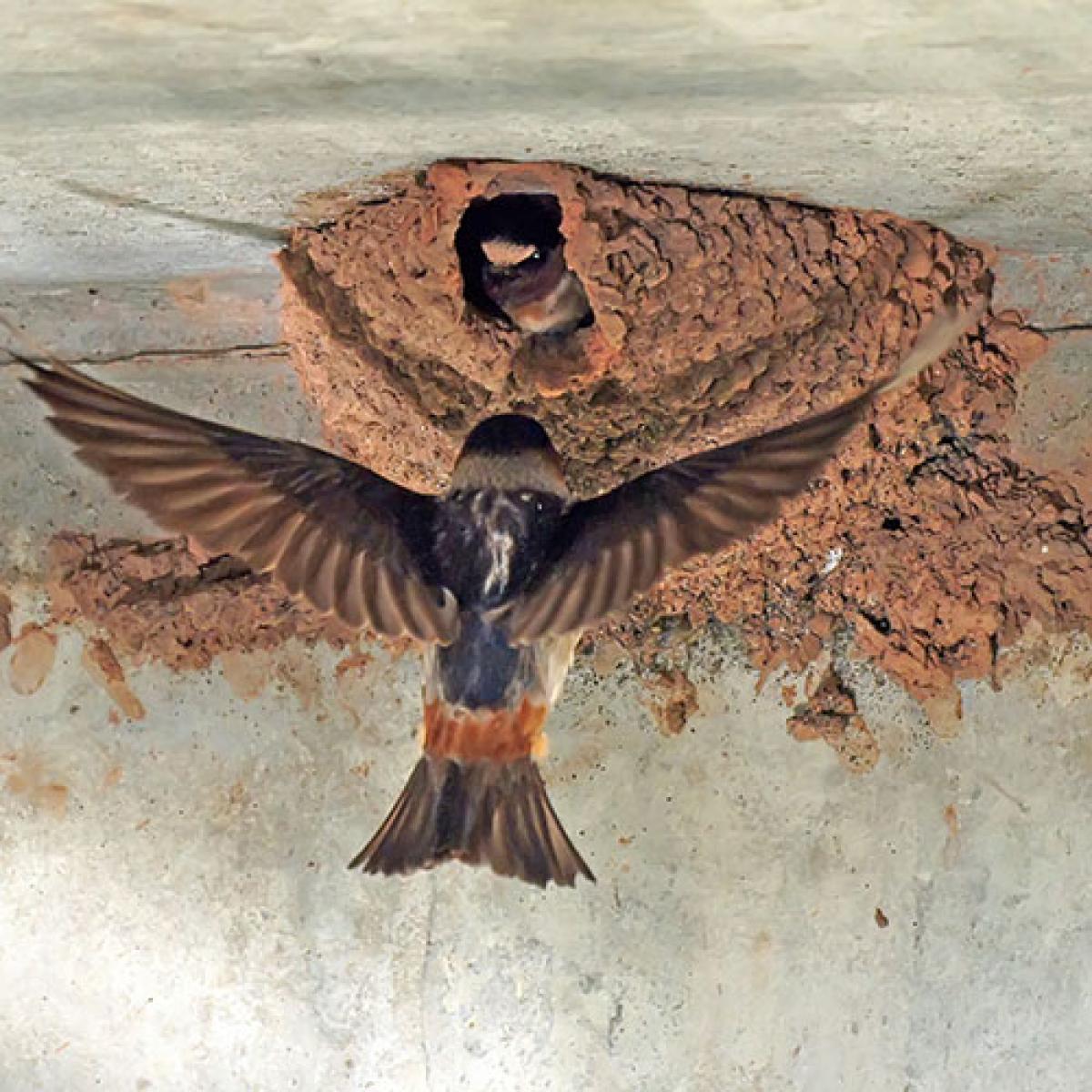 Cliff Swallow returns to mud nest.