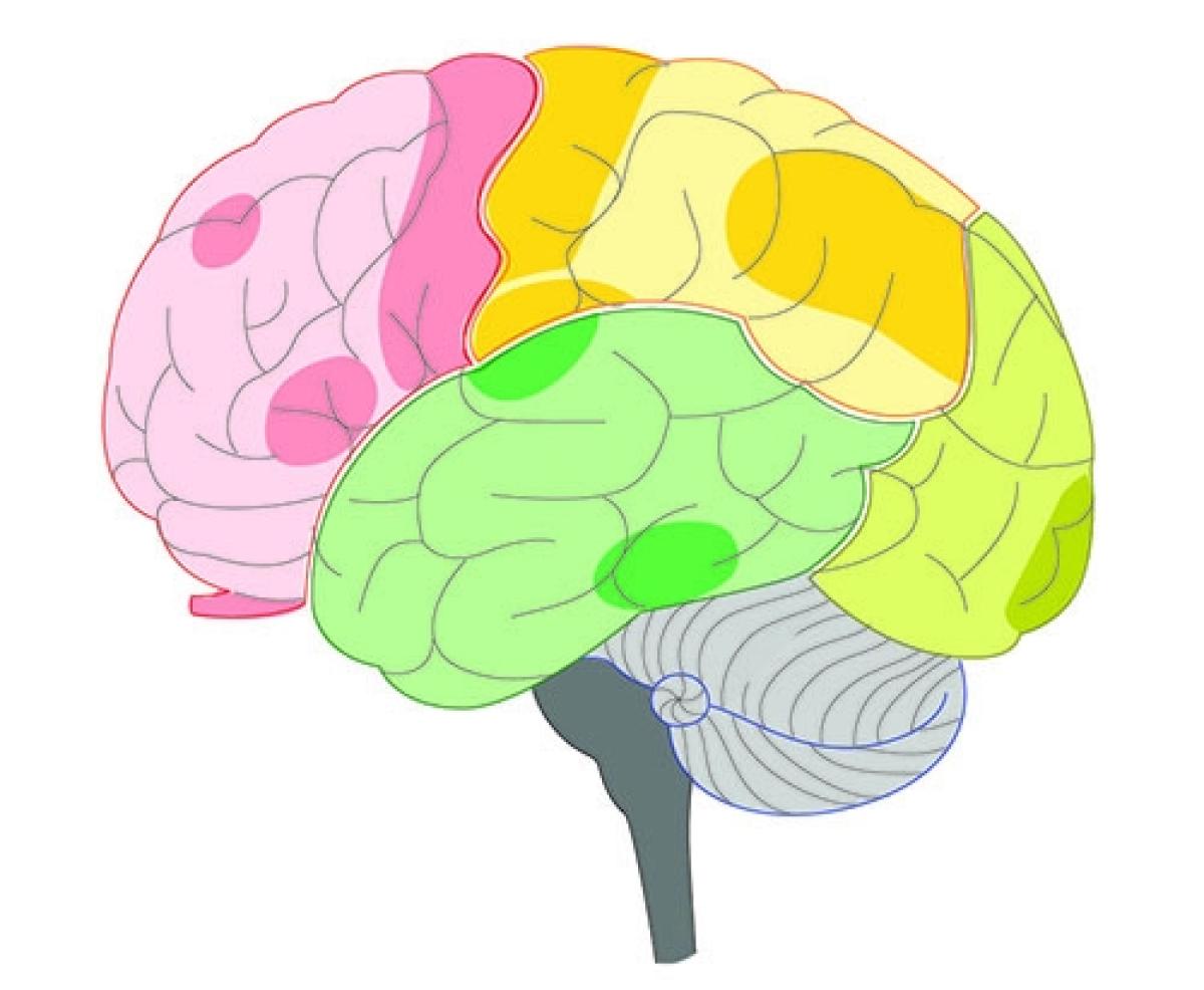 Parts of the brain