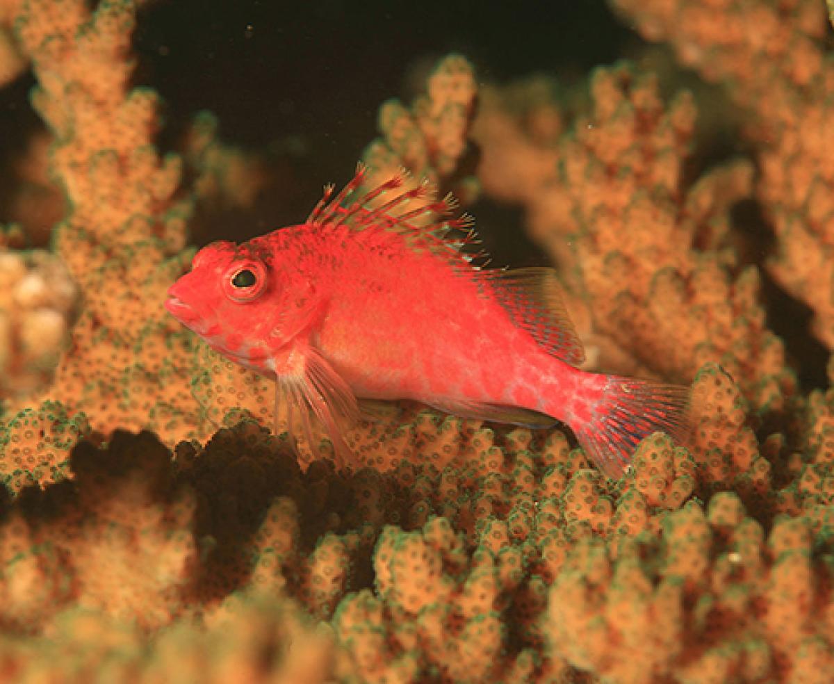 Coral hawkfish