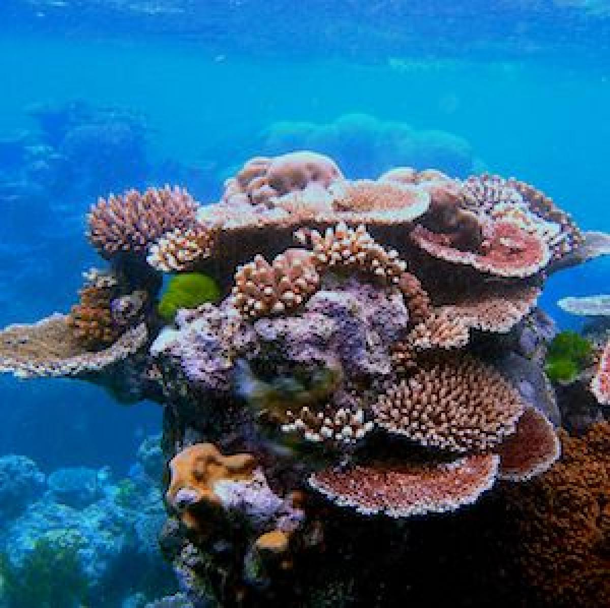 Coral reef