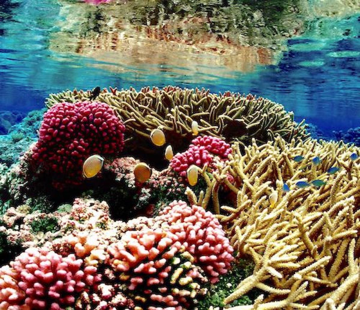 Palmyra Atoll Reef