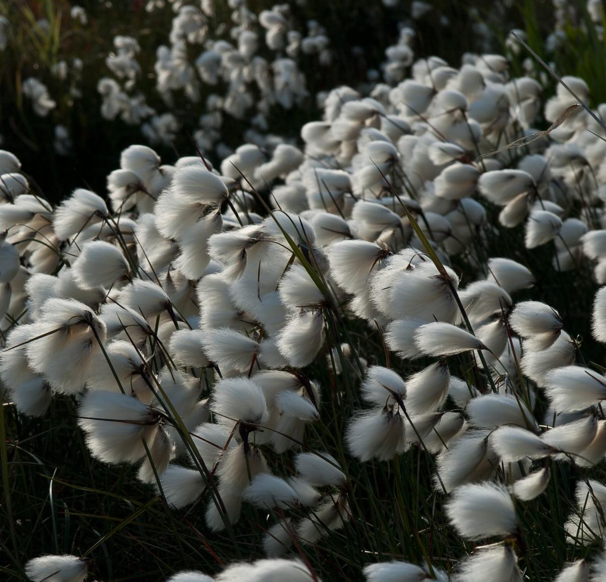 Cotton grass in evening breeze