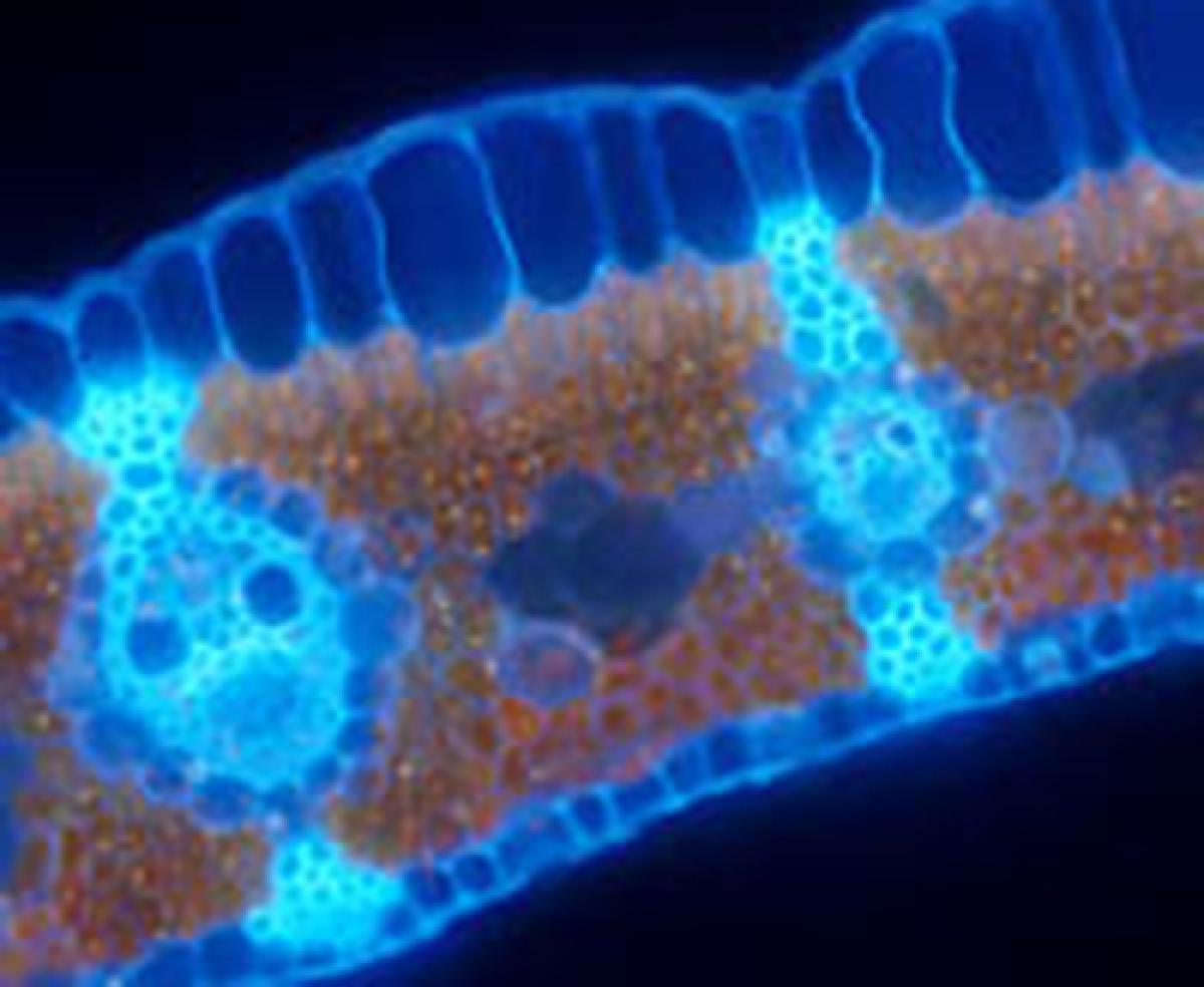 Cyperus Alternifolius cross section