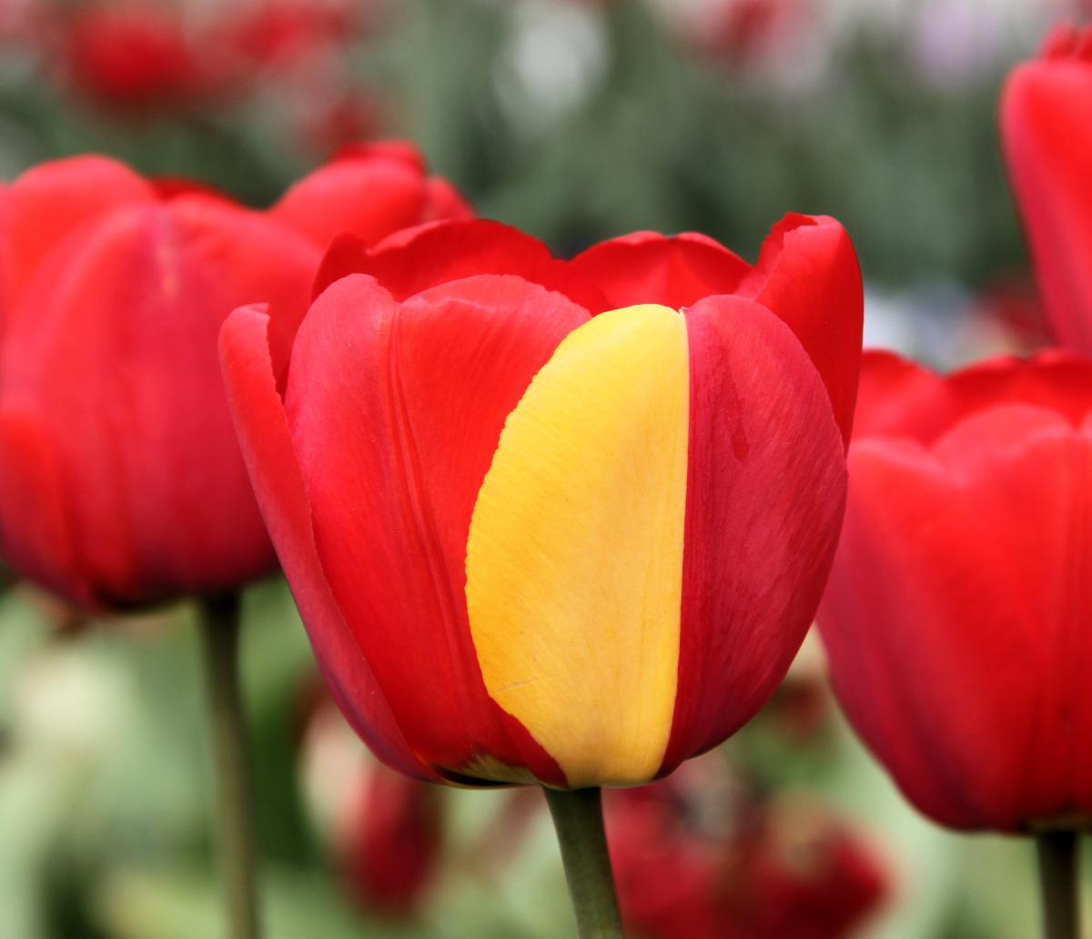 A red Darwin tulip with a single yellow petal.