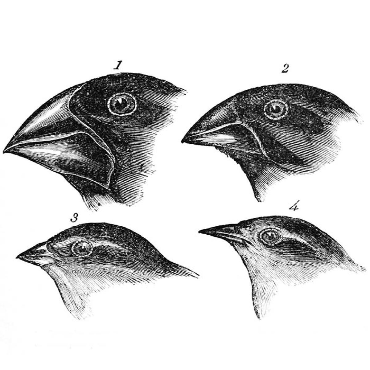 Darwins Finches by Gould
