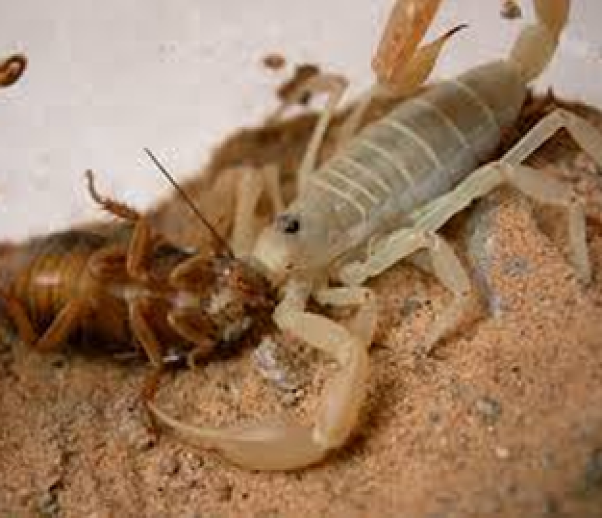 A scorpion eating a cockroach