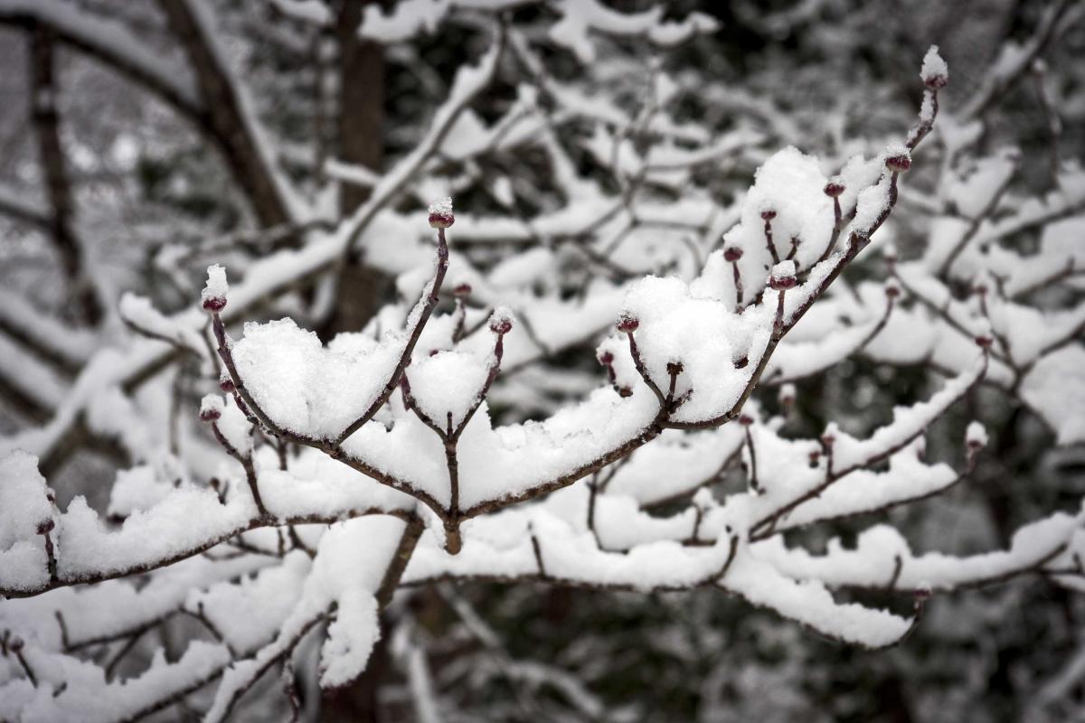 dogwood-buds-in-snow.jpg
