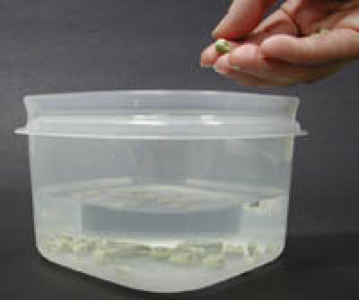 Soaking seeds before using.
