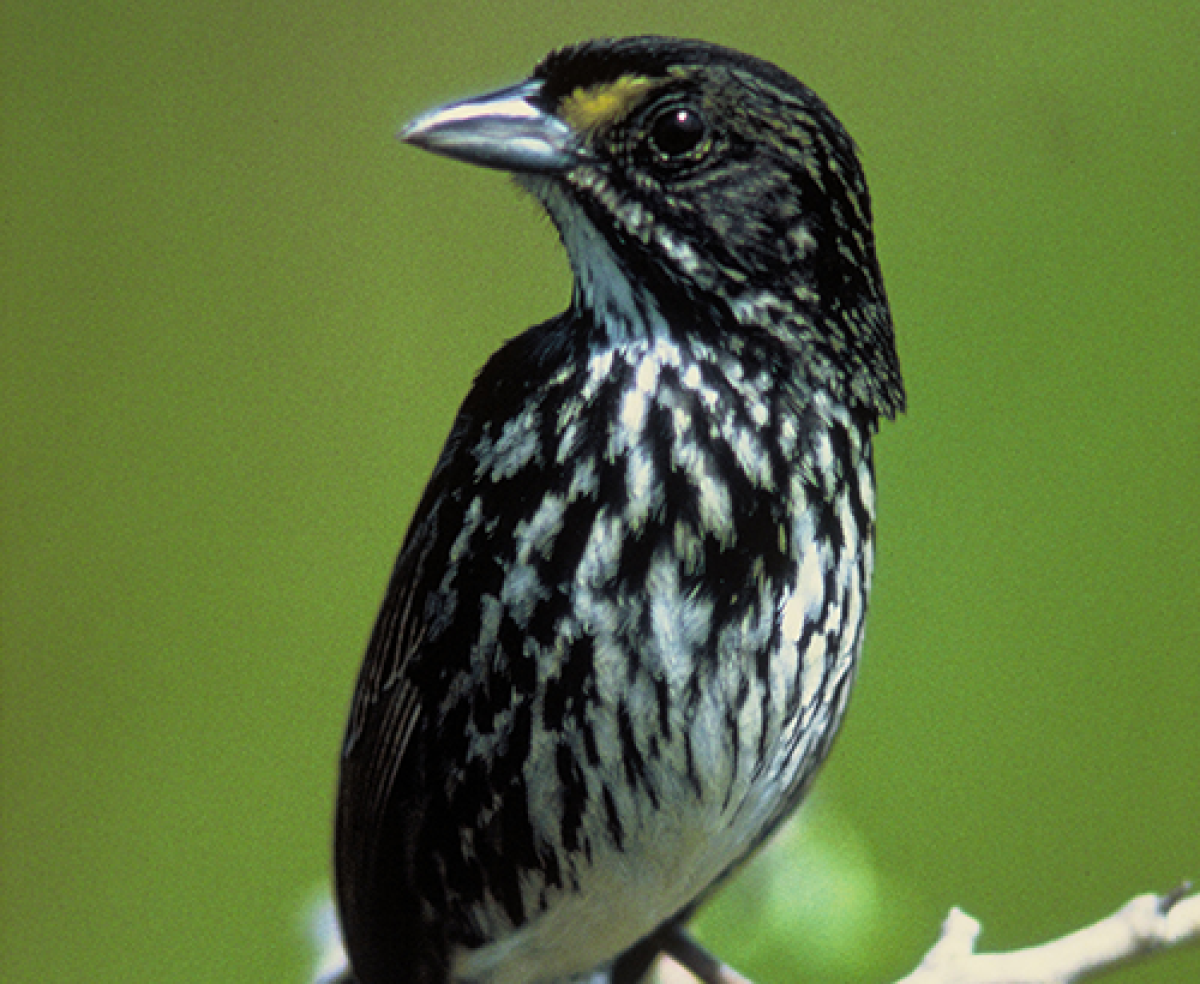 Dusky seaside sparrow
