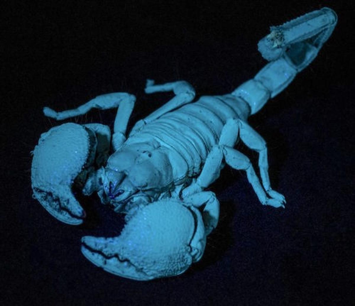 emperor-scorpion-under-uv-light