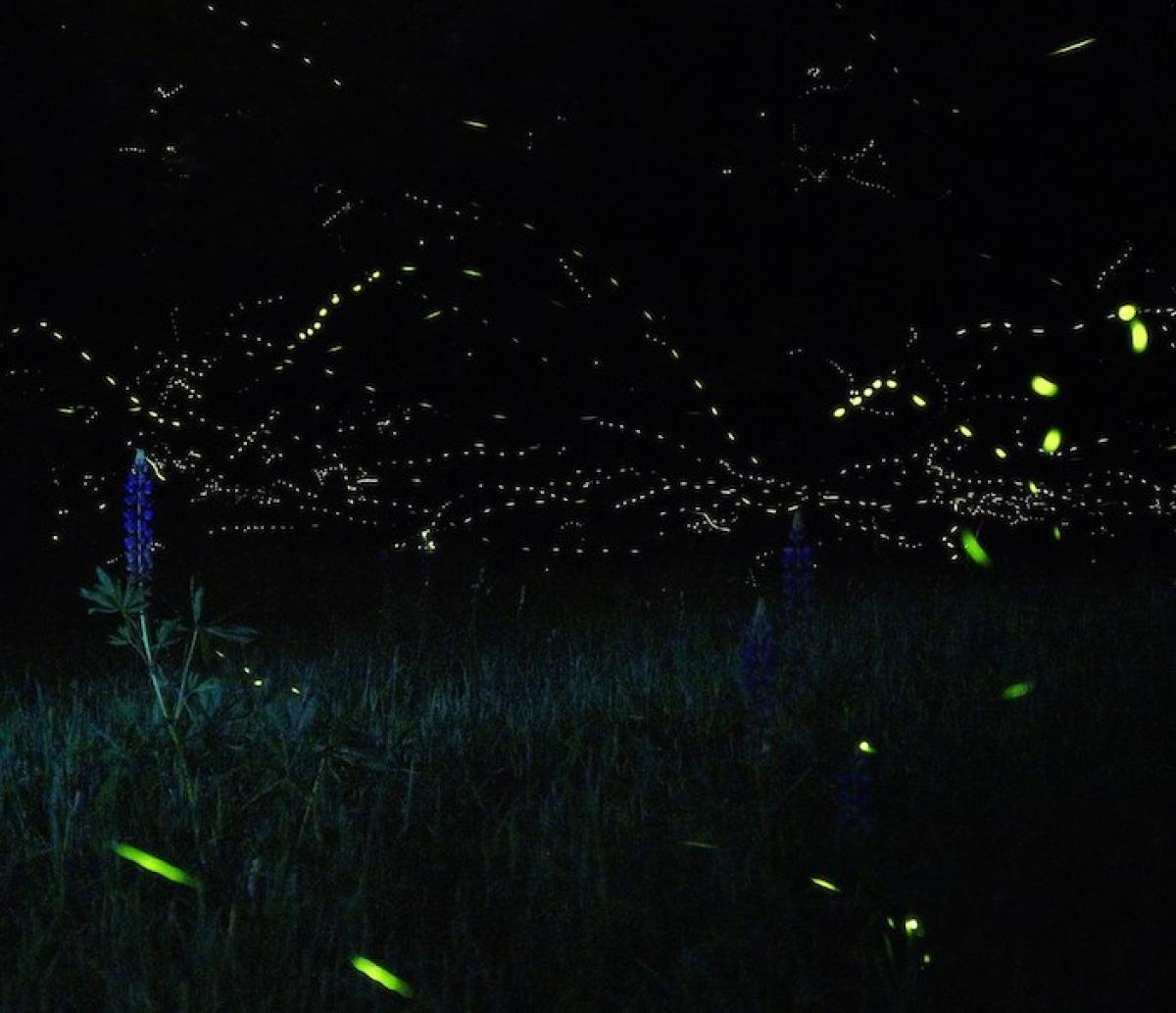 Firefly lines
