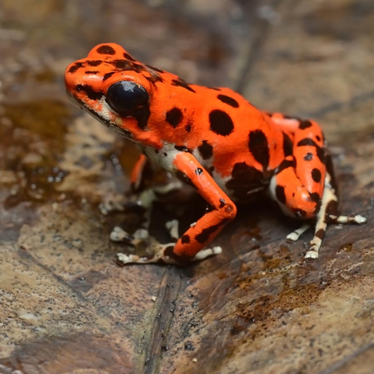 Strawberry Dart Frog