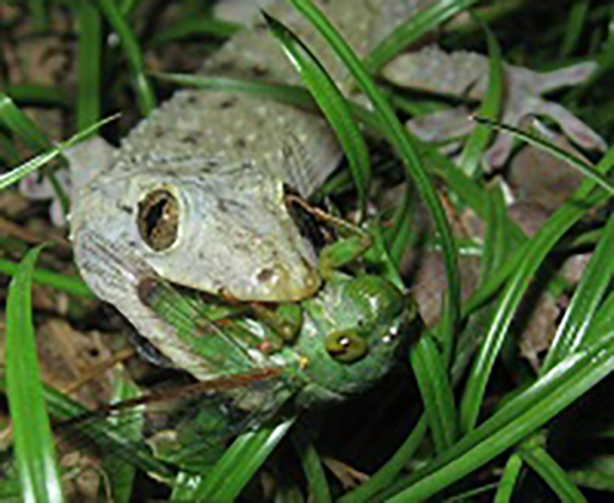 Lagartixa comendo uma cigarra