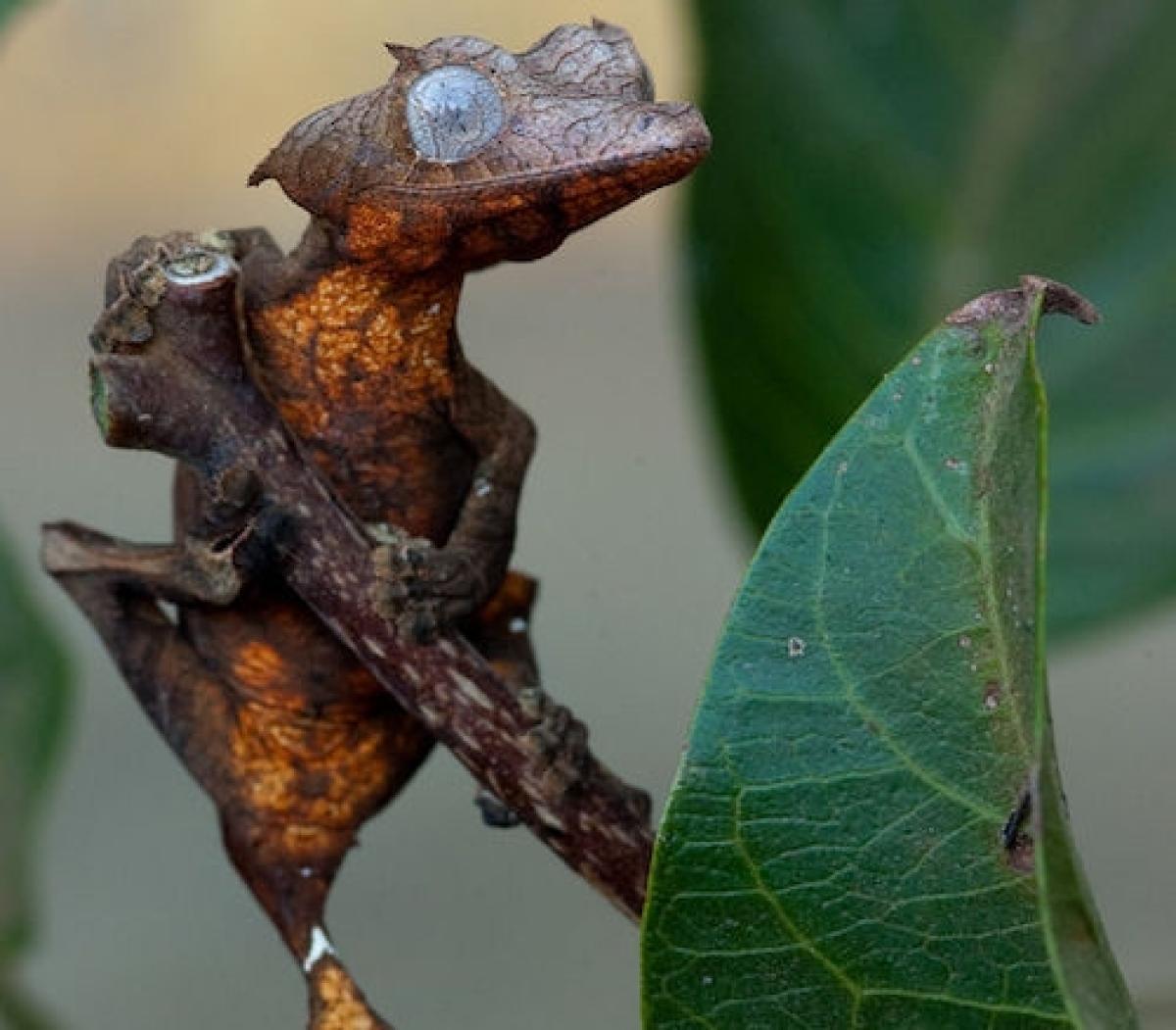 Los gecos de cola de hoja
