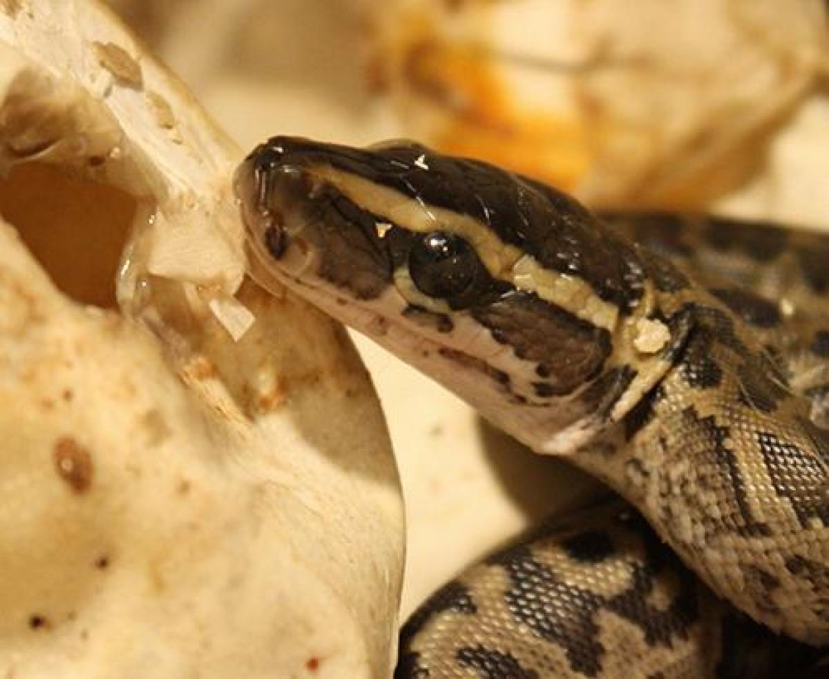 Una pitón norteafricana de roca
