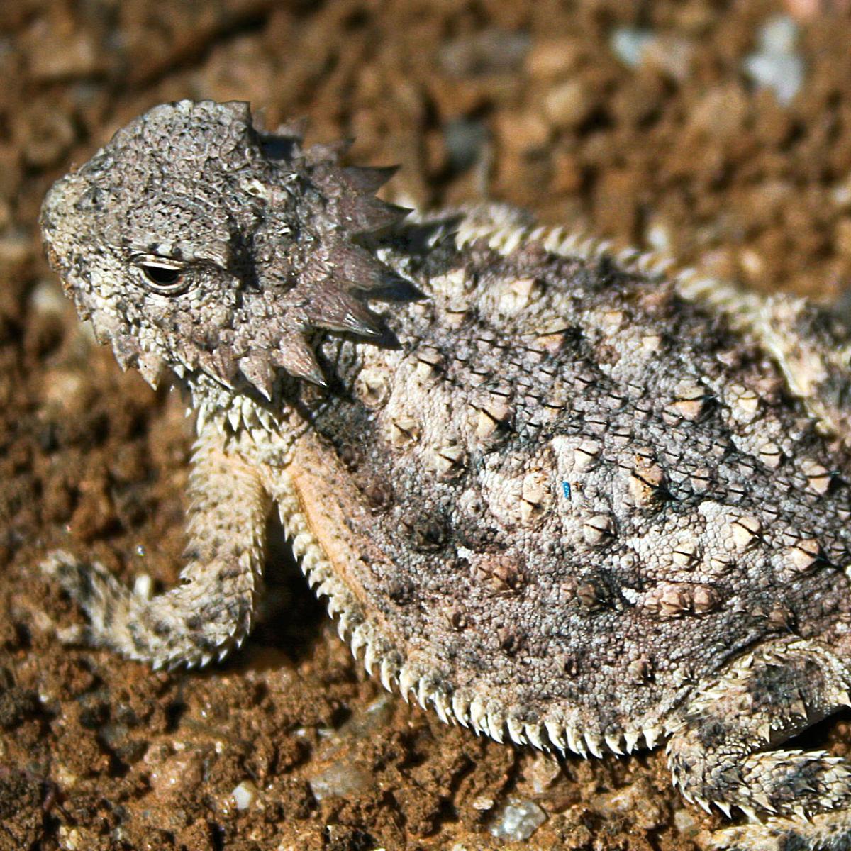 A horned lizard, image links to Top Question page