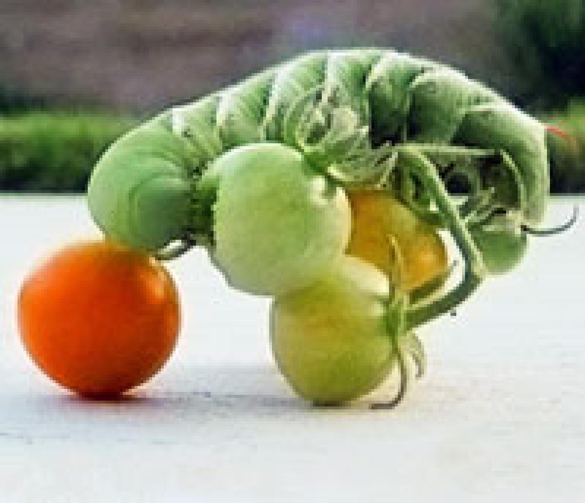 hornworm eating tomatoes