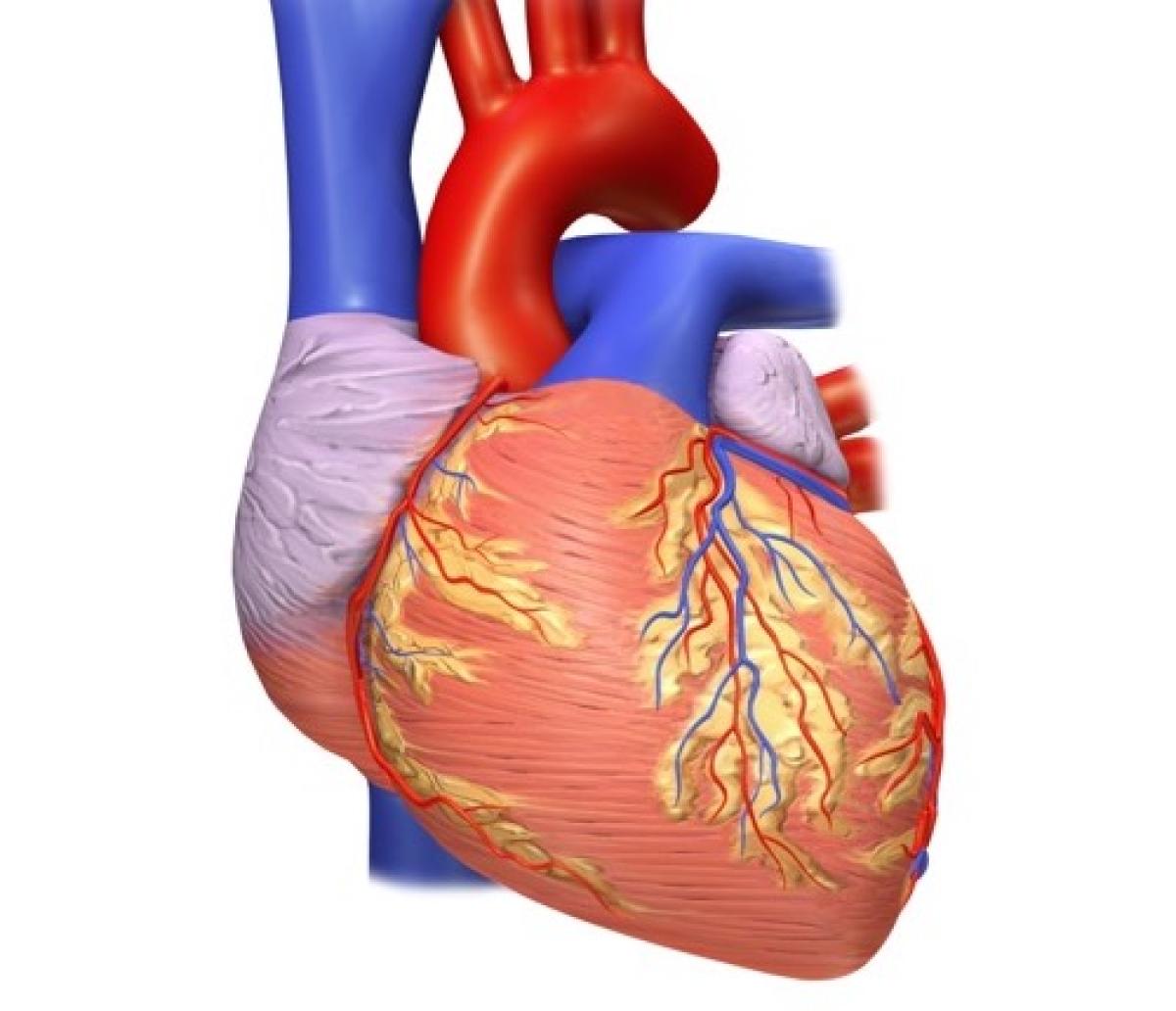 Human Heart