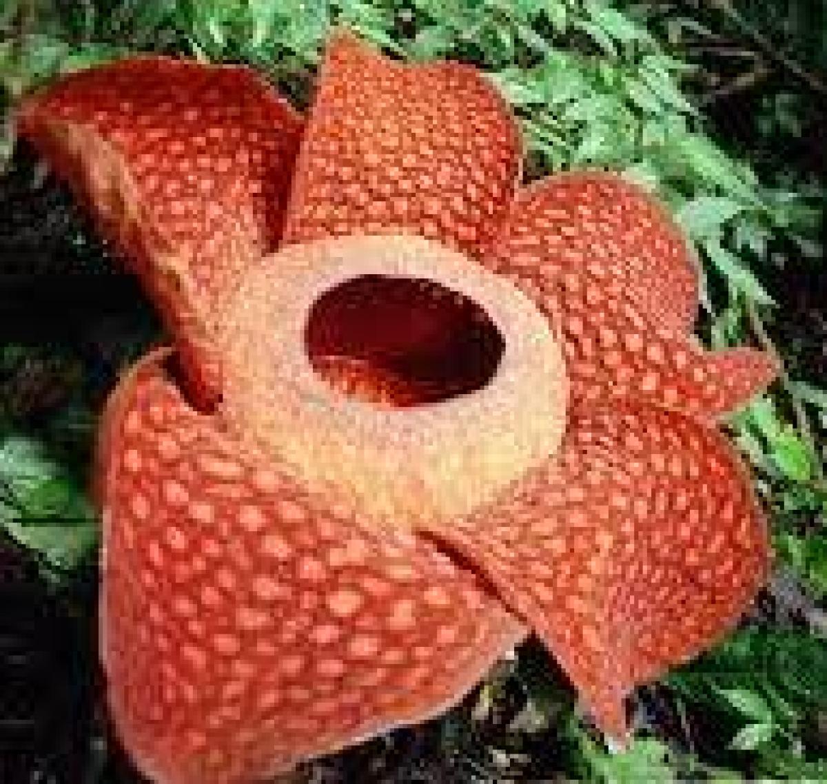 Rafflesia.