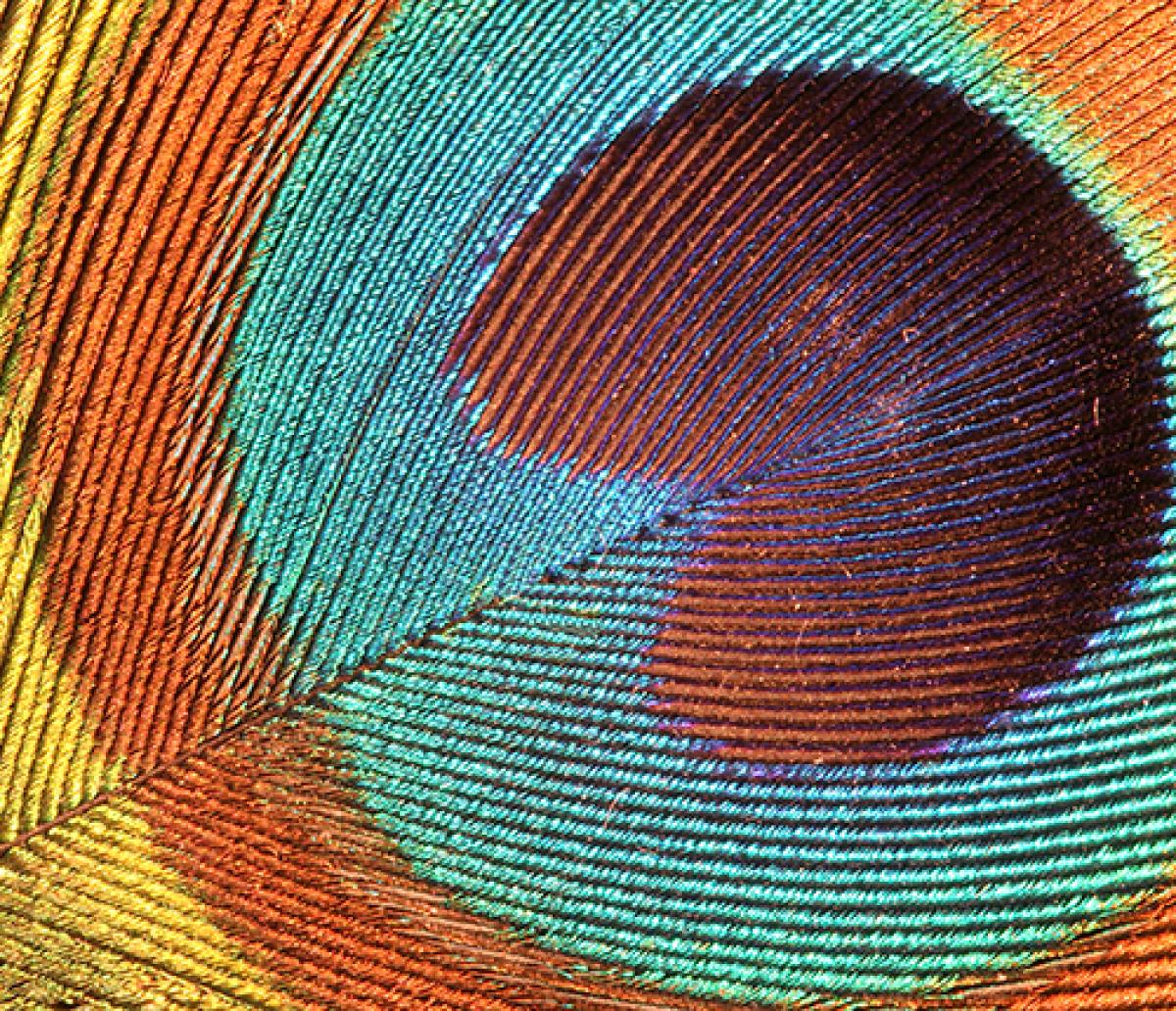 Indian Peacock Feather