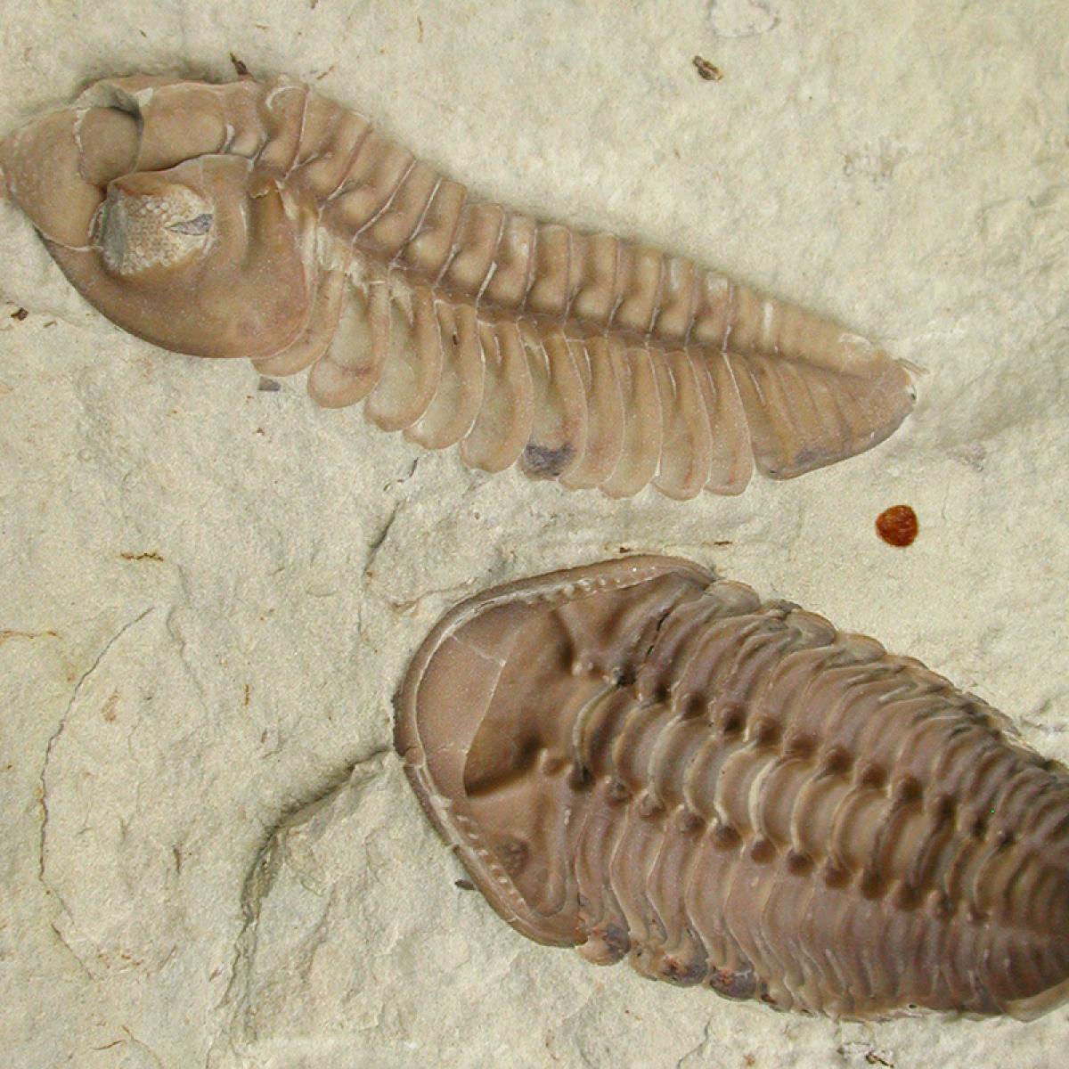 Kainops Invius Lateral and Ventral