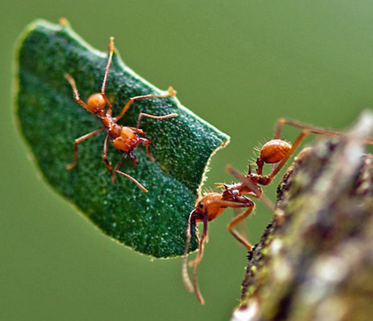 Leafcutter ant