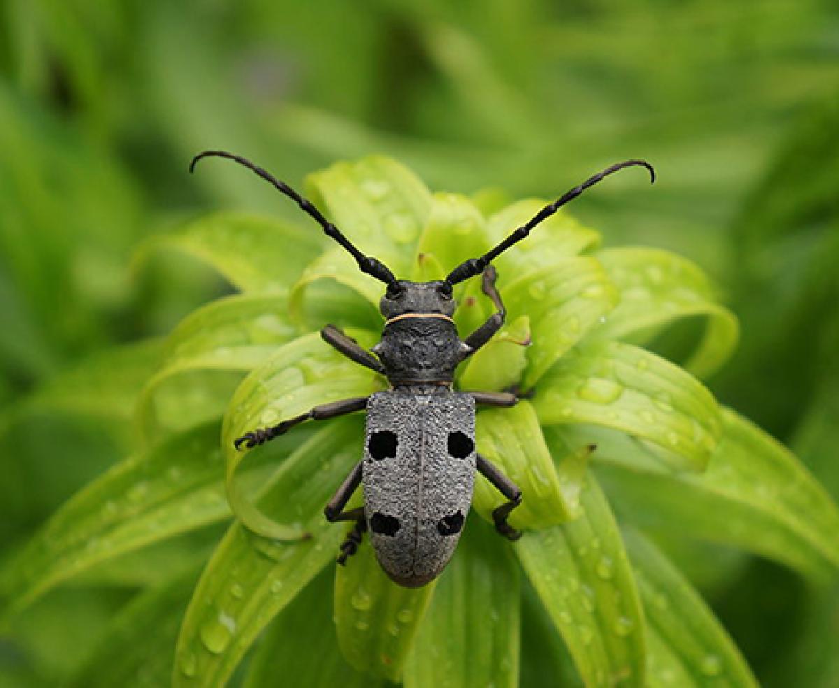 Beetle on a flower