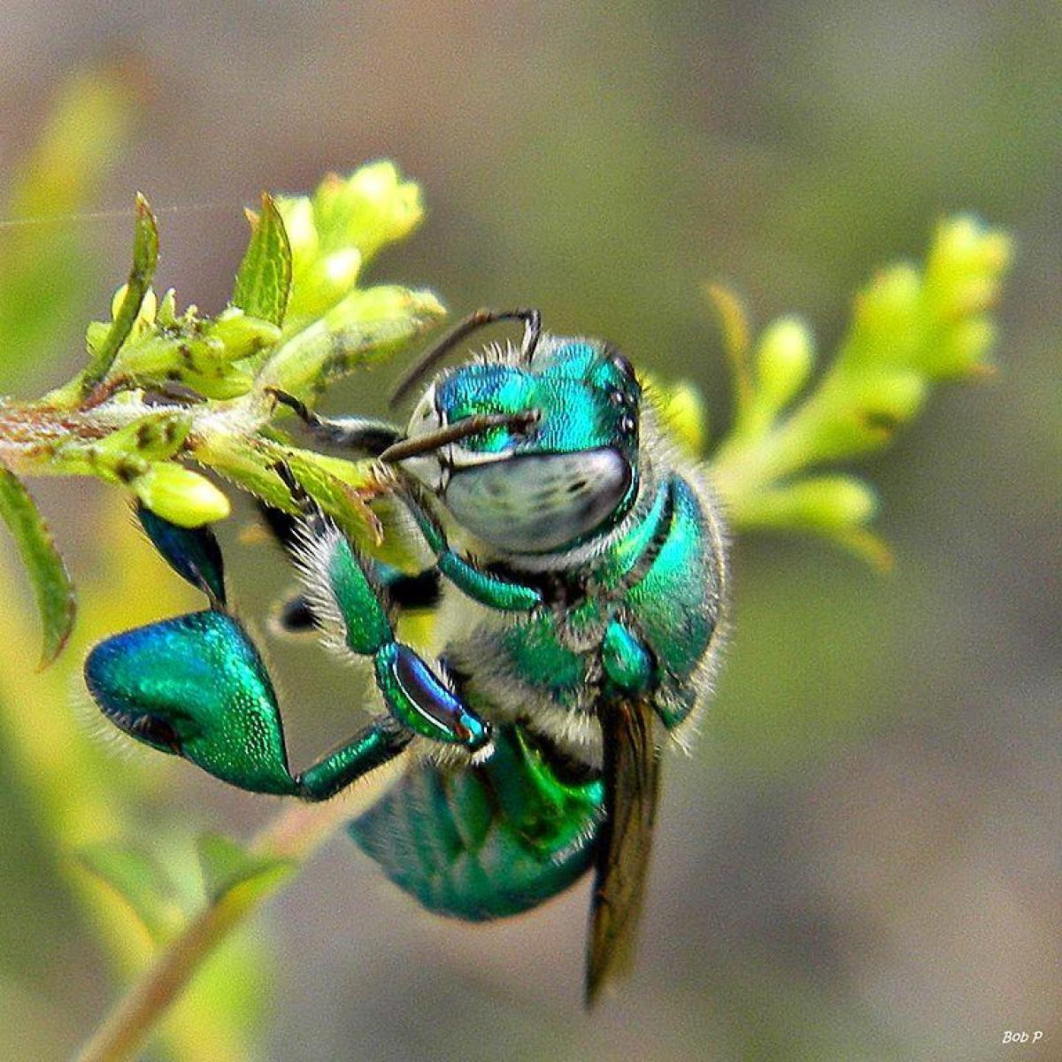 machos de las abejas de las orquídeas