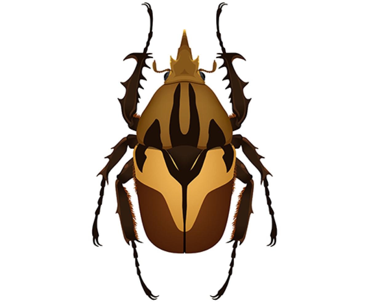 Beetle