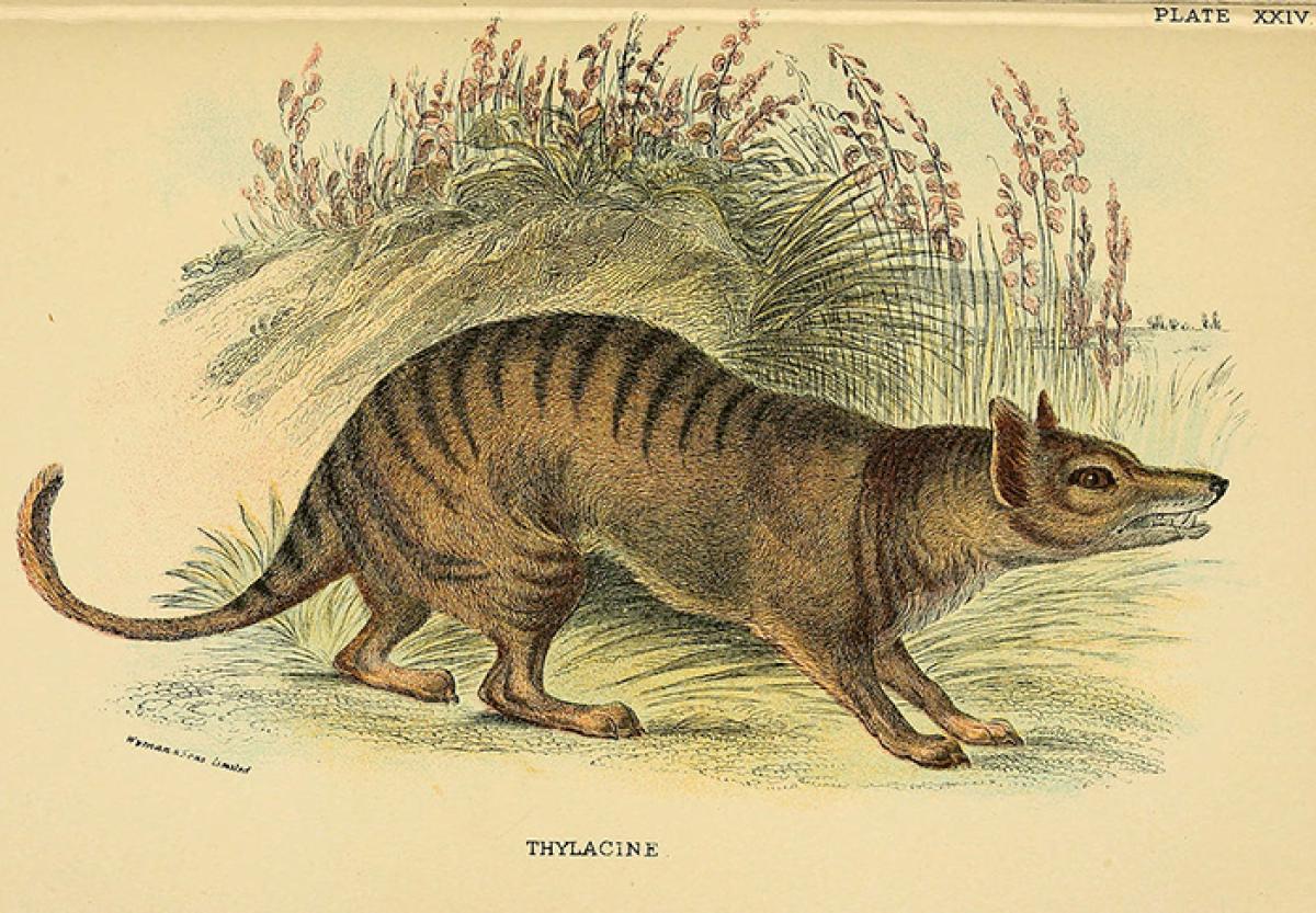 Thylacine drawing