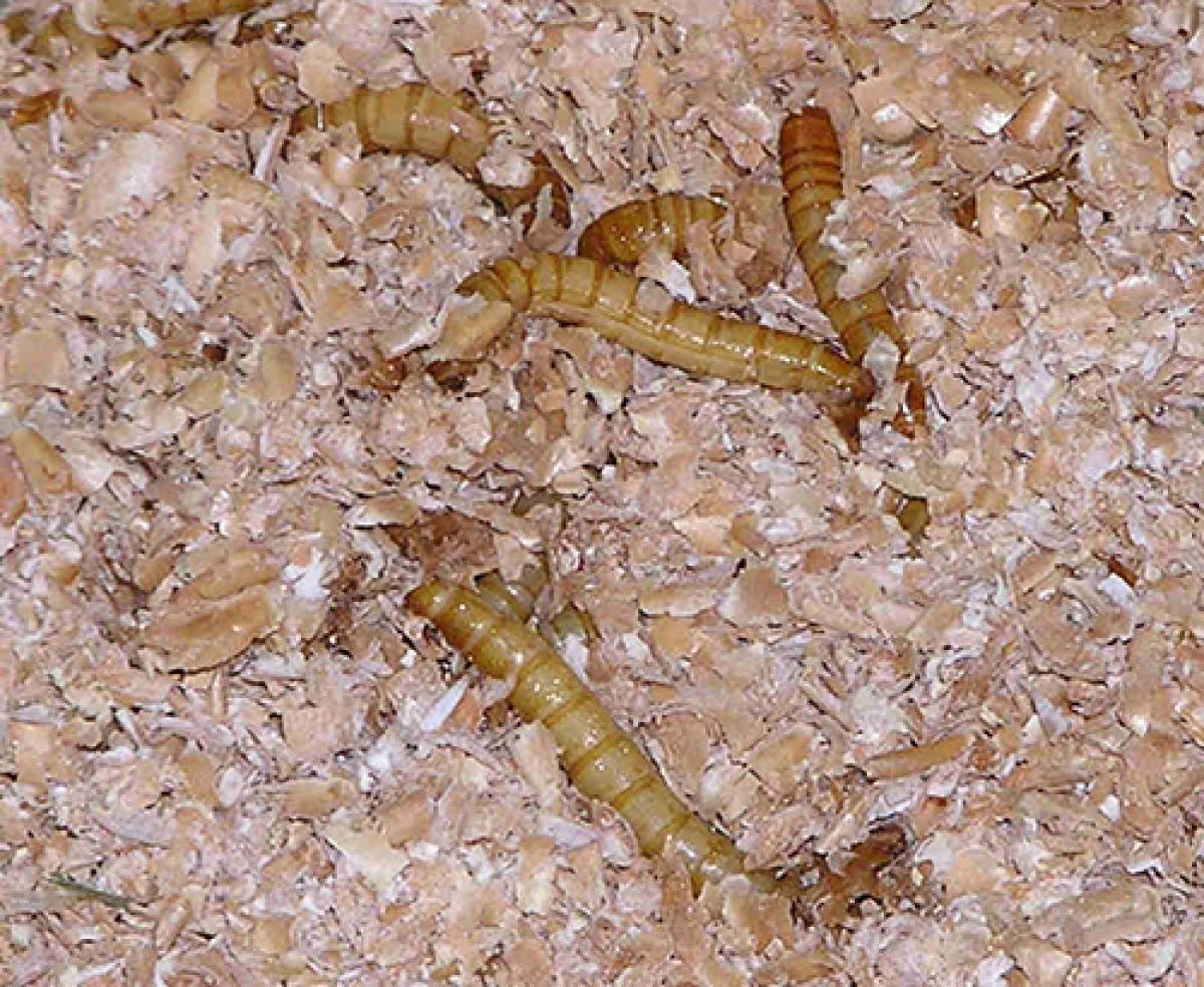 Mealworms